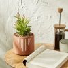 Artificial Flowers And Plants | Karaca Home Karaca Home Simple Artificial Plant In Ceramic Pot, 23Cm, Brown White Green